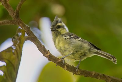 Indian Black-lored Tit - Indiase Kroonmees - Msange jaune