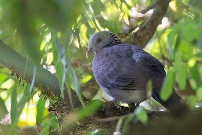 Nilgiri Wood Pigeon - Nilgirihoutduif - Pigeon d'Elphinstone