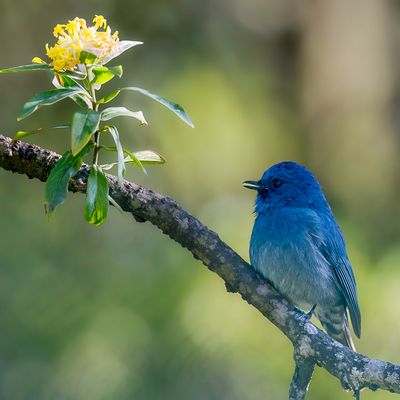 Nilgiri Flycatcher - Nilgirivliegenvanger - Gobemouche des Nilgiri