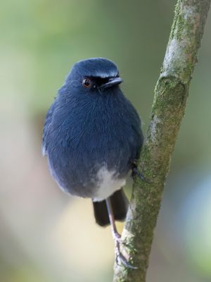 White-bellied Blue Robin - Witbuikkortvleugel - Myiomle  ventre blanc
