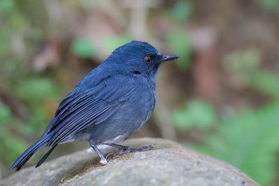 White-bellied Blue Robin - Witbuikkortvleugel - Myiomle  ventre blanc