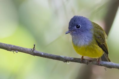 Grey-headed Canary-Flycatcher - Grijskopvliegenvanger - Gobemoustique  tte grise