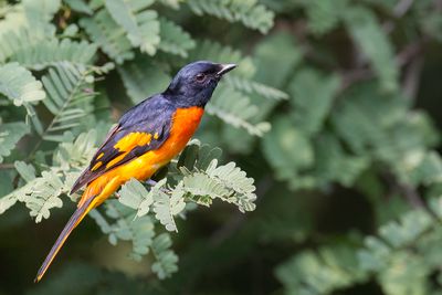 Orange Minivet - Oranje Menievogel - Grand Minivet (m)