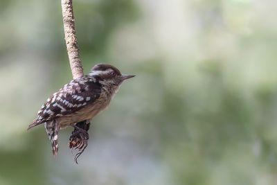 Brown-capped Pygmy Woodpecker - Indiase Bruinkapspecht - Pic  calotte brune