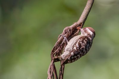 Brown-capped Pygmy Woodpecker - Indiase Bruinkapspecht - Pic  calotte brune