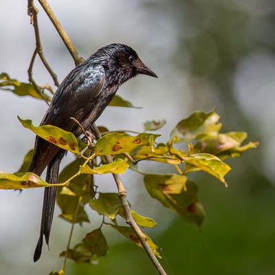 Bronzed Drongo - Bronsdrongo - Drongo bronz