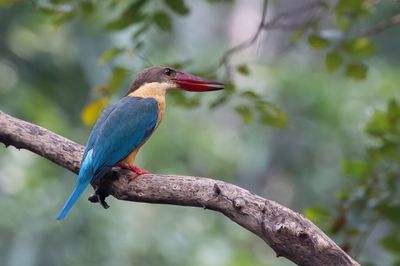 Stork-billed Kingfisher - Ooievaarsbekijsvogel - Martin-chasseur gurial