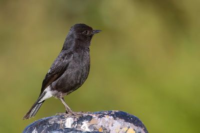 Pied Bushchat - Zwart Paapje - Tarier pie (m)