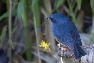 Nilgiri Blue Robin - Nilgirikortvleugel - Myiomle  flancs roux