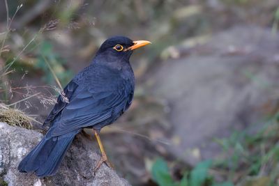 Indian Blackbird - Indische Merel - Merle des Nilgiri (m)