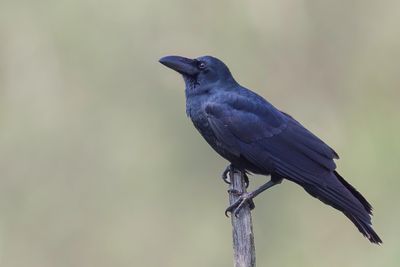 Indian Jungle Crow - Indiase Junglekraai - Corbeau indien