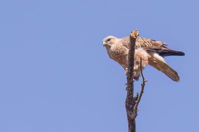 Common Buzzard - Buizerd - Buse variable