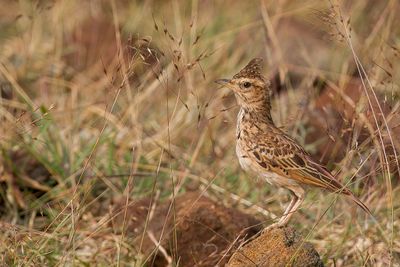 Malabar Lark - Malabarkuifleeuwerik - Cochevis de Malabar