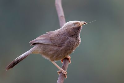 Yellow-billed Babbler - Geelsnavelbabbelaar - Cratrope affin
