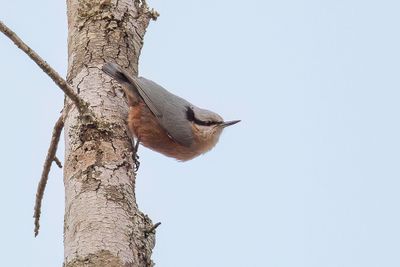 Indian Nuthatch - Bruine Boomklever - Sittelle indienne