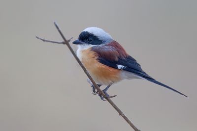 Bay-backed Shrike - Bruinrugklauwier - Pie-griche  bandeau