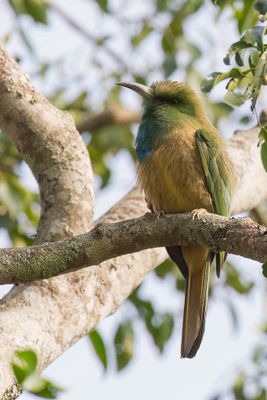 Blue-bearded Bee-eater - Blauwbaardbijeneter - Gupier  barbe bleue