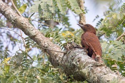 Rufous Woodpecker - Rosse Specht - Pic brun