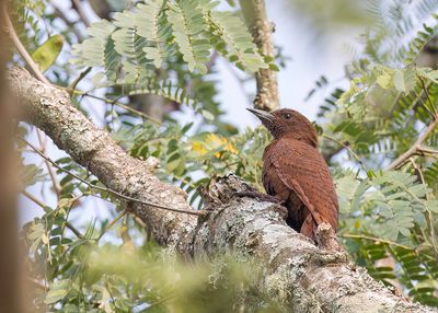 Rufous Woodpecker - Rosse Specht - Pic brun