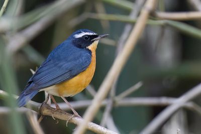 Indian Blue Robin - Oranje Nachtegaal - Rossignol indien