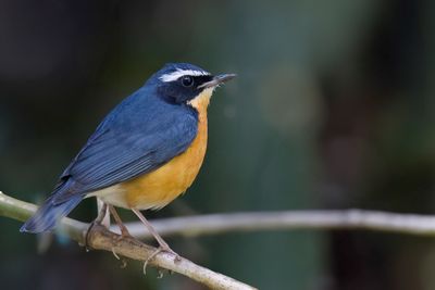 Indian Blue Robin - Oranje Nachtegaal - Rossignol indien
