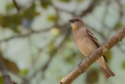 Yellow-throated Sparrow - Indische Rotsmus - Moineau  gorge jaune