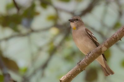 Yellow-throated Sparrow - Indische Rotsmus - Moineau  gorge jaune