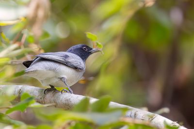 Black-headed Cuckooshrike - Zwartkoprupsvogel - chenilleur  tte noire