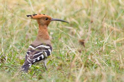 Eurasian Hoopoe - Hop - Huppe fascie