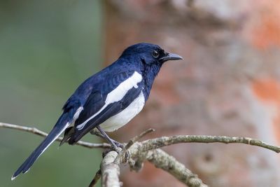 Oriental Magpie-Robin - Dayallijster - Shama dayal (m)
