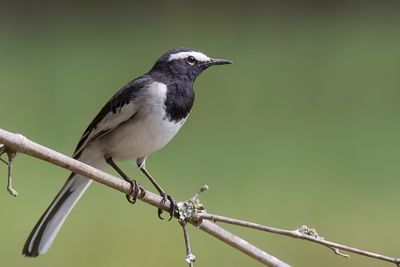 White-browed Wagtail - Indische Bonte Kwikstaart - Bergeronnette indienne