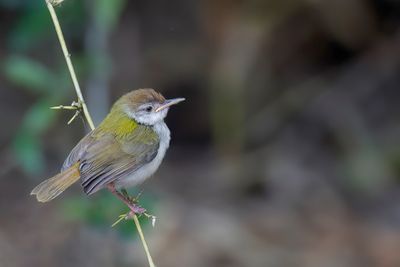 Common Tailorbird - Langstaartsnijdervogel - Couturire  longue queue (j)
