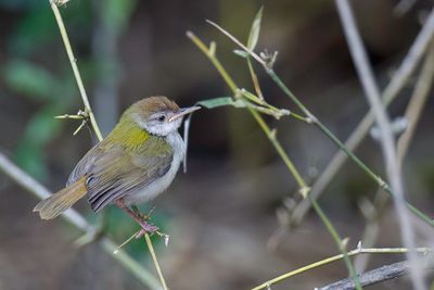 Common Tailorbird - Langstaartsnijdervogel - Couturire  longue queue (j)