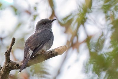 Grey-bellied Cuckoo - Grijsbuik-Piet-van-Vliet - Coucou  tte grise