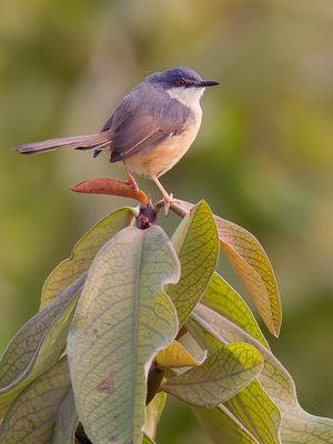 Ashy Prinia - Grijze Prinia - Prinia cendre