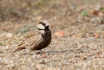 Ashy-crowned Sparrow-Lark - Grijskruinvinkleeuwerik - Moinelette croise (m)