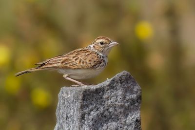 Indian Bushlark - Roodvleugelleeuwerik - Alouette  ailes rousses