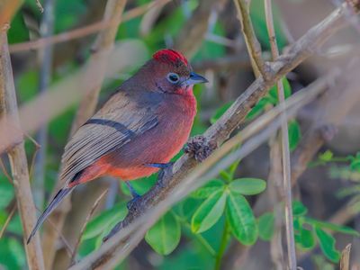Red Pileated Finch - Rode Kroongors - Araguira rougetre