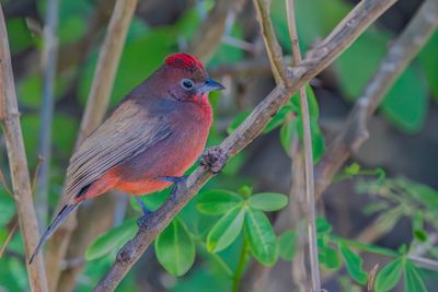 Red Pileated Finch - Rode Kroongors - Araguira rougetre