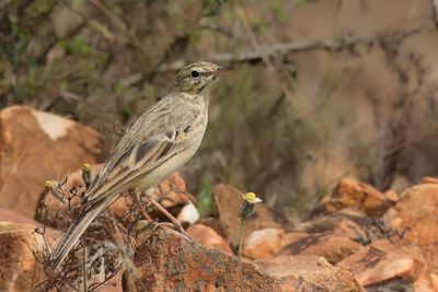 Tawny Pipit - Duinpieper - Pipit rousseline