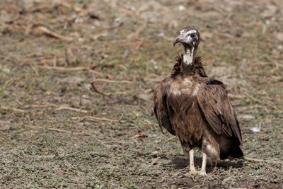 Hooded Vulture - Kapgier - Vautour charognard
