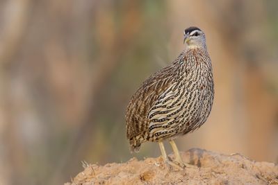 Double-spurred Spurfowl - Barbarijse Frankolijn - Francolin  double peron (f)