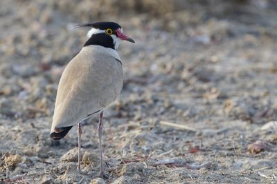 Black-headed Lapwing - Zwartkopkievit - Vanneau  tte noire
