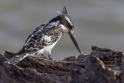 Pied Kingfisher - Bonte IJsvogel - Martin-pcheur pie