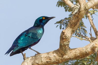 Greater Blue-eared Starling - Groenstaartglansspreeuw - Choucador  oreillons bleus