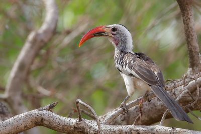 Northern Red-billed Hornbill - Roodsnaveltok - Calao  bec rouge