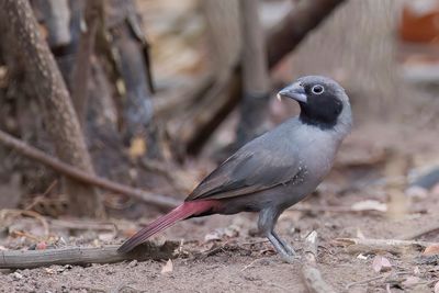 Birds of Burkina Faso 2018