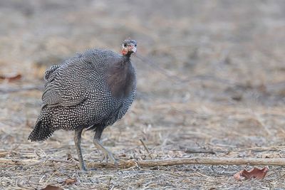 Helmeted Guineafowl - Helmparelhoen - Pintade de Numidie