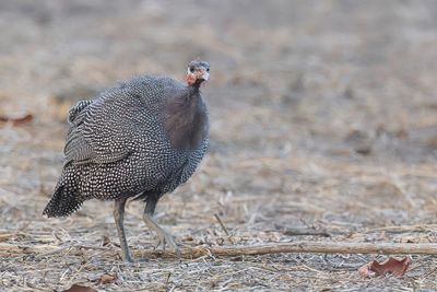 Helmeted Guineafowl - Helmparelhoen - Pintade de Numidie