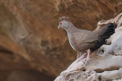 Stone Partridge - Rotspatrijs - Poulette de roches